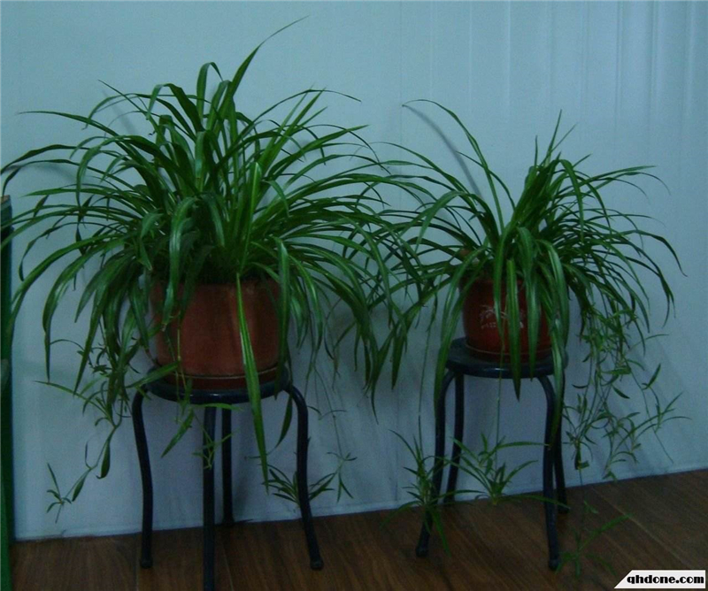 整木定制裝修完如何去除甲醛味道？(圖2)